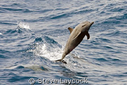 common dolphin, showing off behind the dive deck by Steve Laycock 